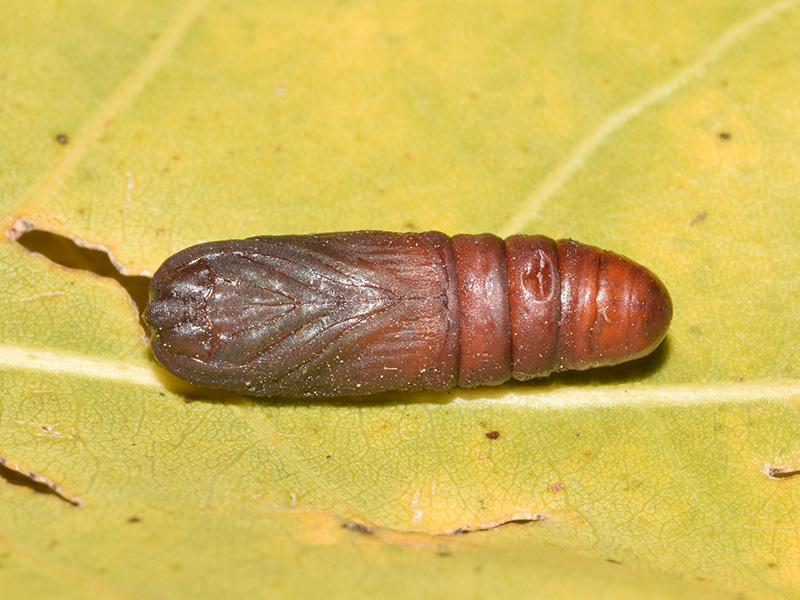 Larva, pupa e adulto di Furcula bifida - Notodontidae